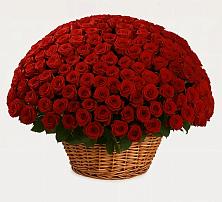 Премиум букет из: Розы #REPLACE_PRED# Северка